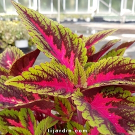 Coleus 'Ruby Road' - Solenostemon