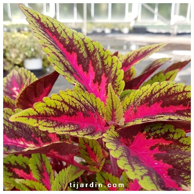 Coleus 'Ruby Road' - Solenostemon