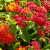 Lantana camara 'Bandana Hot Red'