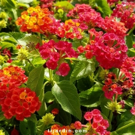 Lantana camara 'Bandana Hot Red'