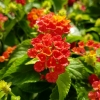 Lantana camara 'Bandana Hot Red'