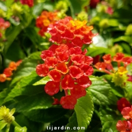 Lantana camara 'Bandana Hot Red'