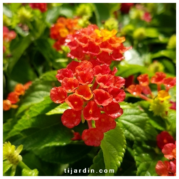 Lantana camara 'Bandana Hot Red'