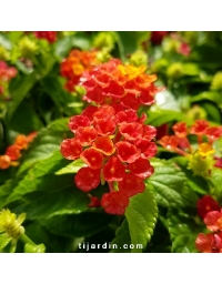 Lantana camara 'Bandana Hot Red'