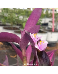 Tradescantia 'pallida'