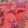 Coleus 'Wall Street' - Solenostemon