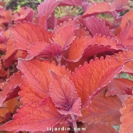 Coleus 'Wall Street' - Solenostemon