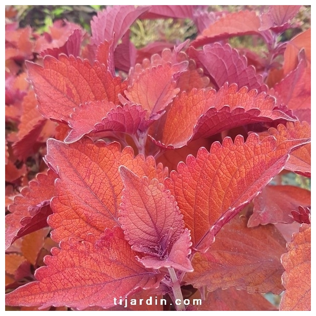 Coleus 'Wall Street' - Solenostemon Coleus 'Wall Street' - Solenostemon