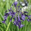 Agapanthus 'Indigo Dreams'