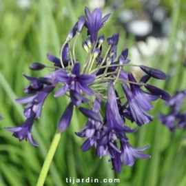 Agapanthus 'Indigo Dreams'