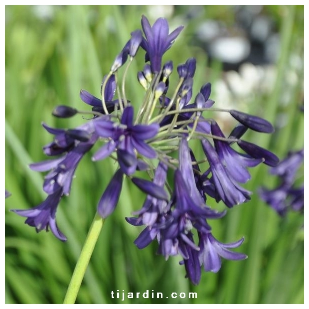 Agapanthus 'Indigo Dreams' Agapanthus 'Indigo Dreams'