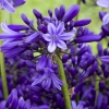 Agapanthus 'Pretty Heidy'