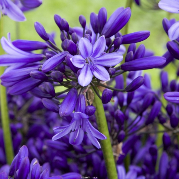 Agapanthus 'Pretty Heidy' Agapanthus 'Pretty Heidy'