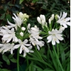 Agapanthus 'Kilmurry white'