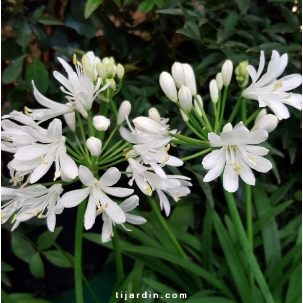 Agapanthus 'Kilmurry white'