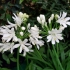 Agapanthe 'Kilmurry White®'