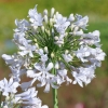 Agapanthus 'Blue Ice'