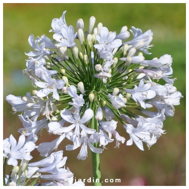 Agapanthus 'Blue Ice' Agapanthus 'Blue Ice'