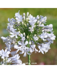 Agapanthe 'Blue Ice'