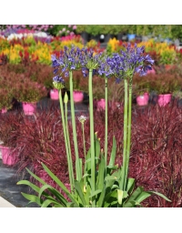 Agapanthe 'African Skies'