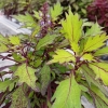 Coleus 'Coco Mint'