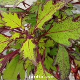 Coleus 'Coco Mint'