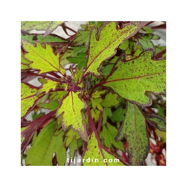 Coleus 'Coco Mint'