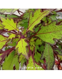 Coleus 'Coco Mint'-