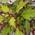 Coleus 'Coco Mint' - Solenostemon