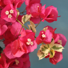 Bougainvillea 'Rouge de Johannesburg'