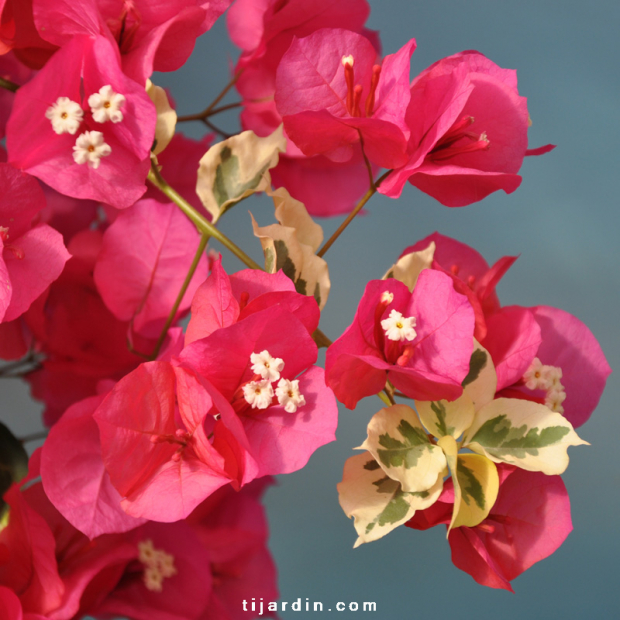 Bougainvillea 'Rouge de Johannesburg'