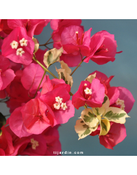 Bougainvillier 'Rouge de Johannesburg'