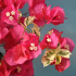 Bougainvillier 'Rouge de Johannesburg'