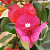 Bougainvillea 'Rouge de Johannesburg'