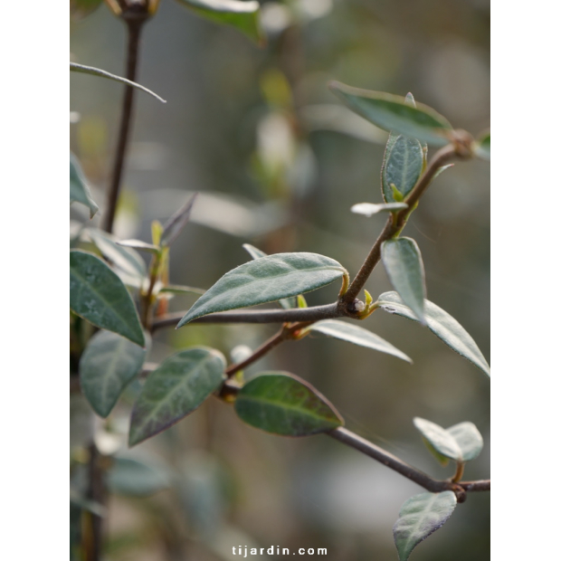 Rhyncospermum Wilsonii Rhyncospermum Wilsonii