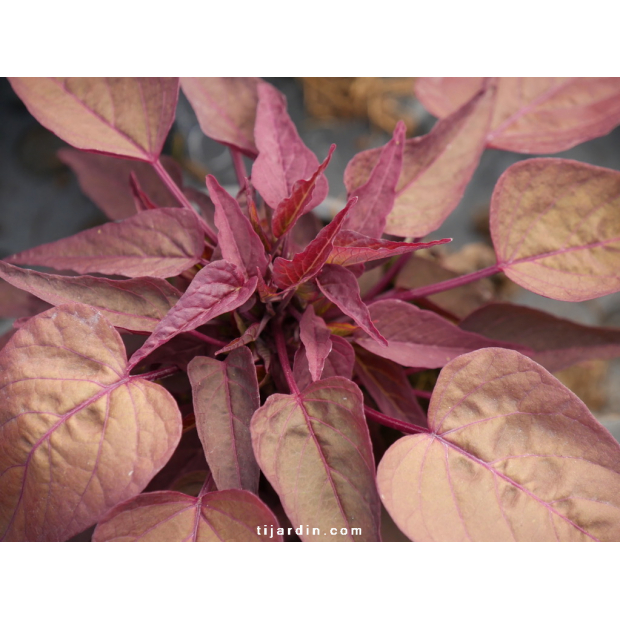 Ipomoea 'Red Heart'