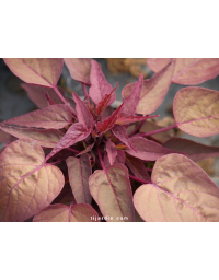 Ipomoea batatas 'Red Heart' - Patate douce à feuillage rouge-pourpre