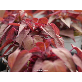 Ipomoea 'Red Heart'