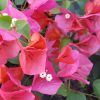 Bougainvillea 'Sharon Wesley'