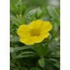 Calibrachoa 'Cabaret'