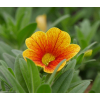 Calibrachoa 'Cabaret'