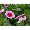 Calibrachoa 'Cabaret'