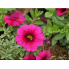 Calibrachoa 'Cabaret'