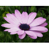 Osteospermum