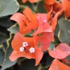 Bougainvillea 'Tango'