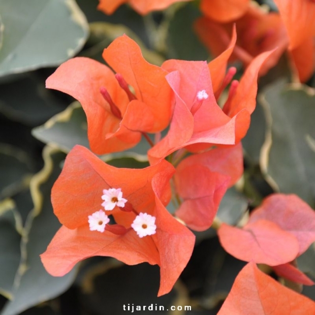 Bougainvillea 'Tango'