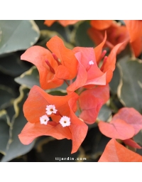 Bougainvillier 'Tango'