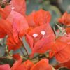 Bougainvillea 'Tango'