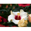 Hibiscus rosa sinensis 'HibisQs' Adonicus Double Pink fleur