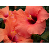 Hibiscus rosa sinensis 'HibisQs' Adonicus Double Pink fleur